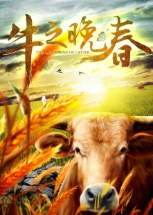牛之晚春